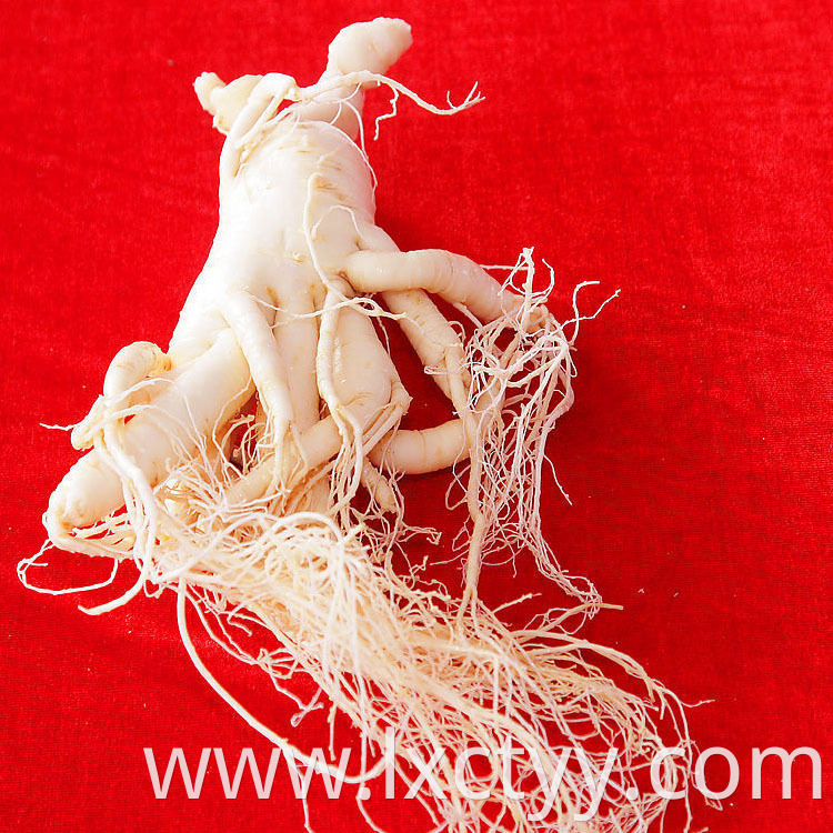 high quality panax ginseng